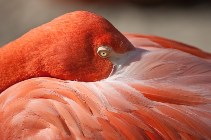 greater flamingo