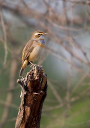 bluethroat