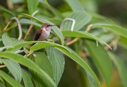 scintillant hummingbird