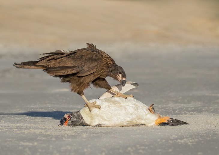 striated caracara