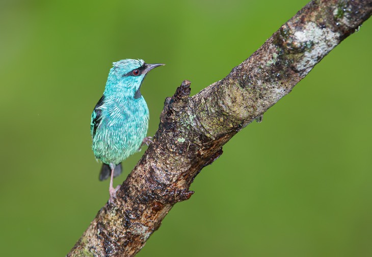 blue dacnis