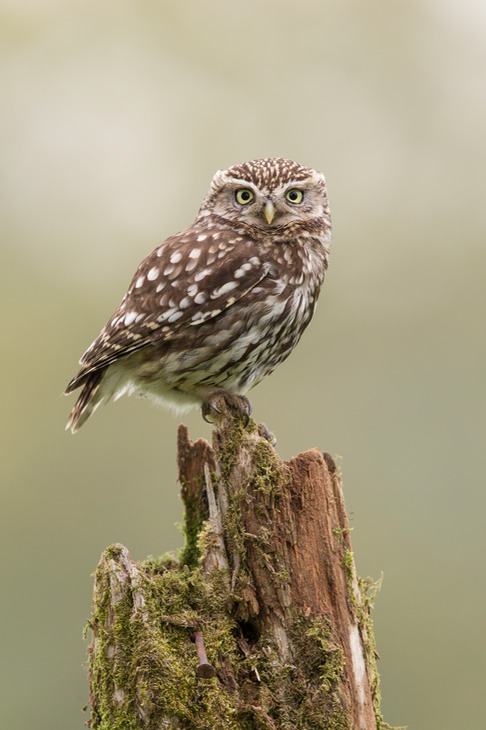 little owl