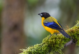 black chinned mountain tanager