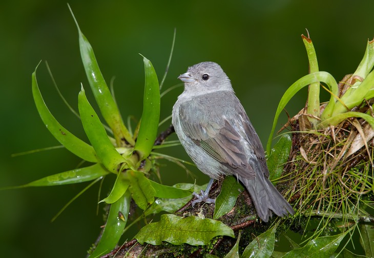 sayaca tanager