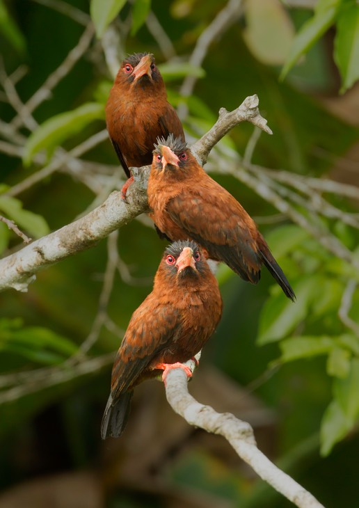 purus jacamar