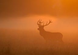 red deer