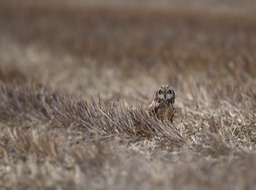 short eared owl