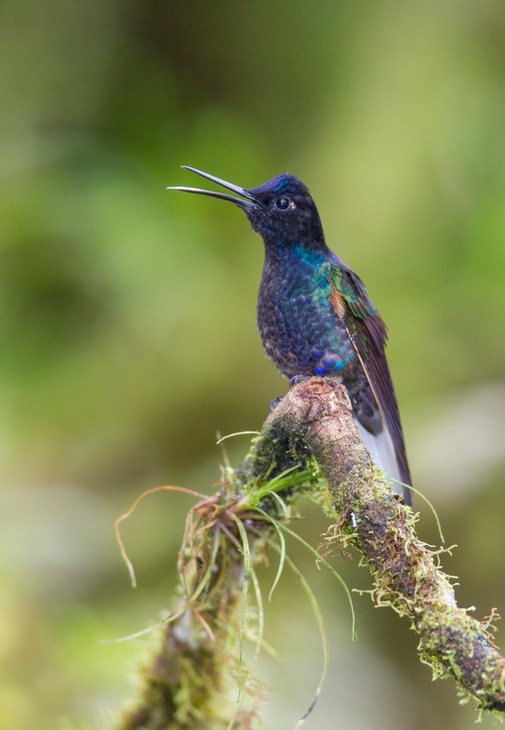 velvet purple coronet