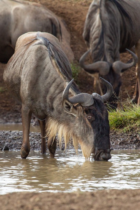 wildebeest