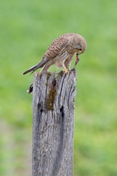 kestrel