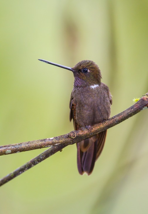 brown inca