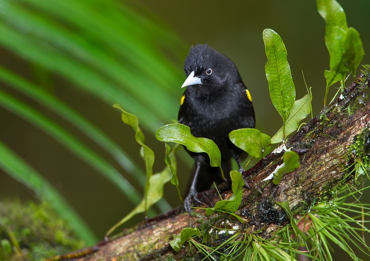 golden winged cacique