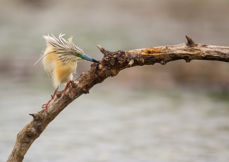 squacco heron