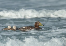 flightless steamer duck