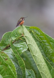 purple throated woodstar