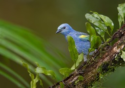 golden chevroned tanager