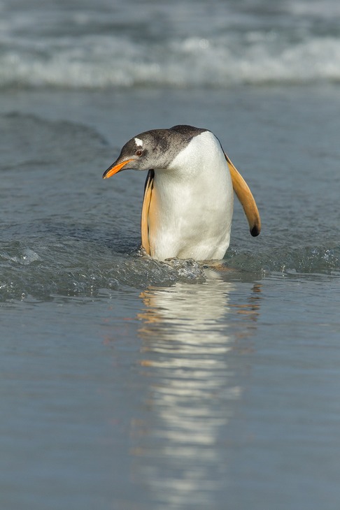 gentoo penguin