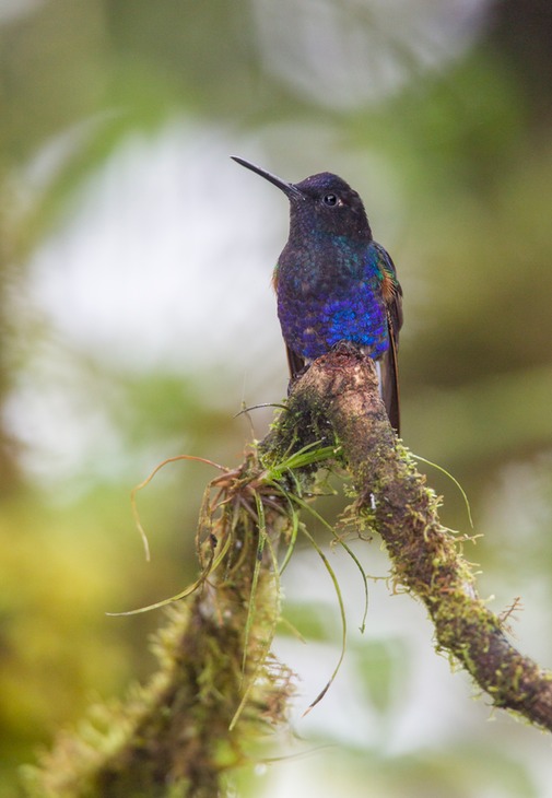 velvet purple coronet