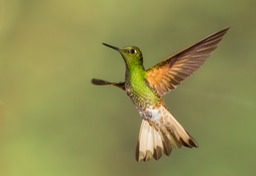 buff tailed coronet