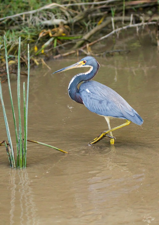 louisiana heron