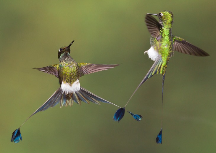 booted racket tail