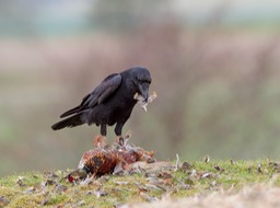 raven