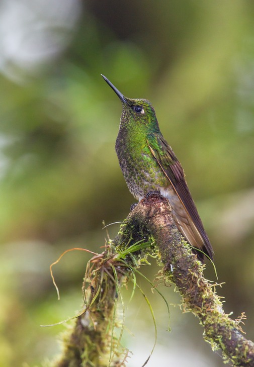 buff tailed coronet