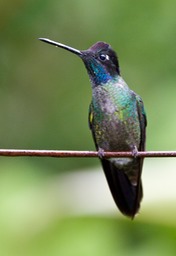 magnificent hummingbird