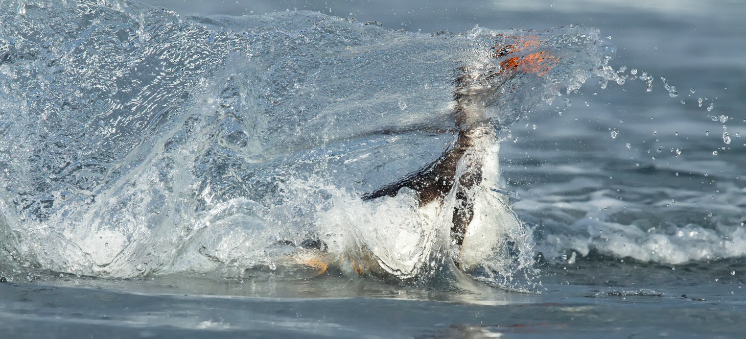 gentoo penguin