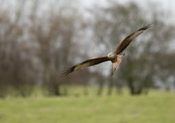 red kite