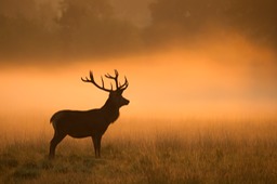 red deer