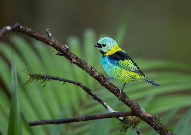 green headed tanager