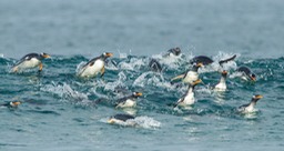 gentoo penguin