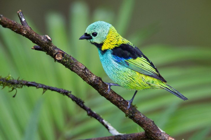 green headed tanager