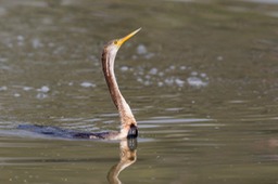 anhinga