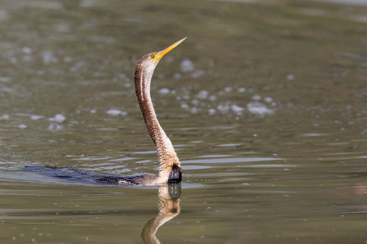 anhinga