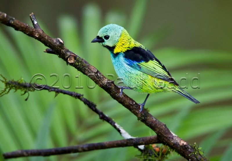 green headed tanager