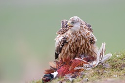 red kite