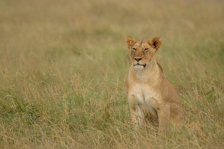 lion