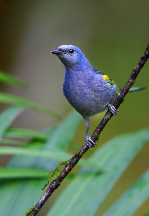 golden chevroned tanager