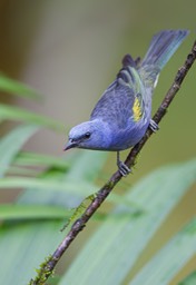 golden chevroned tanager