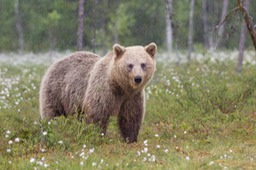 brown bear