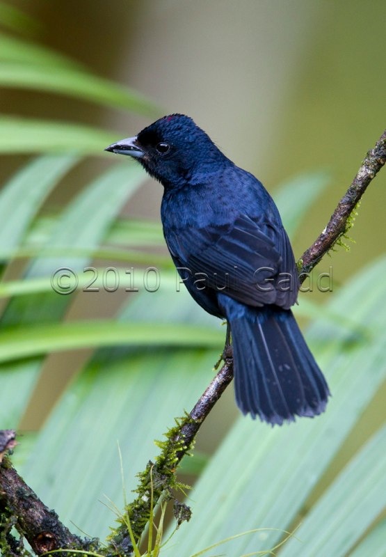 ruby crowned tanager