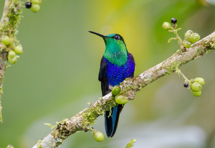 green capped woodnymph