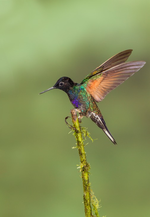 velvet purple coronet