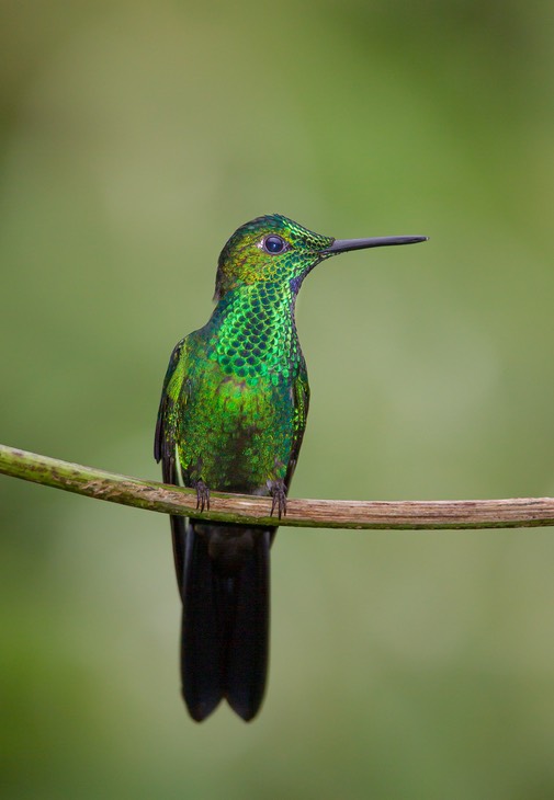 green crowned brilliant