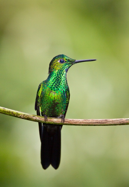 green crowned brilliant