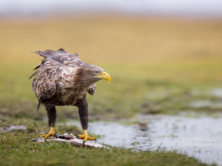 white tailed eagle