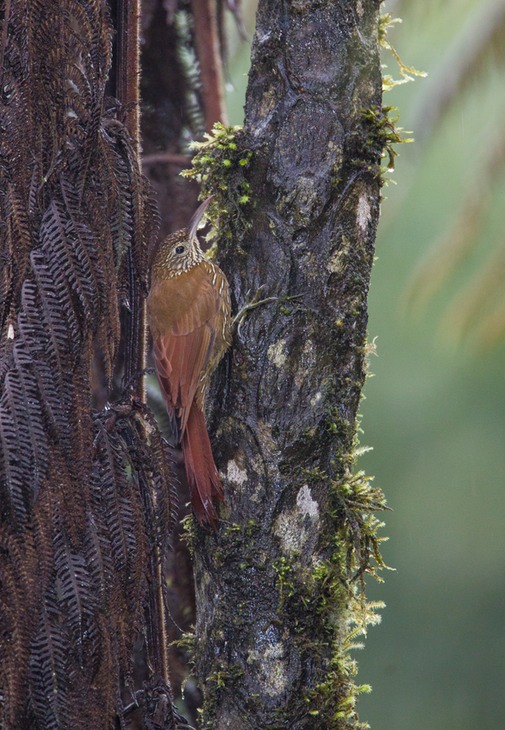 montane woodcreeper