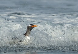 gentoo penguin